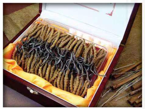 勐海冬虫夏草回收